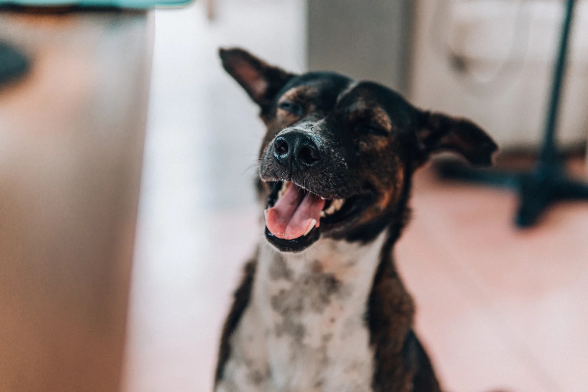 Tu mascota será feliz gracias a estos 5 tips