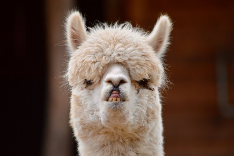 Donald Trump llama “loco”