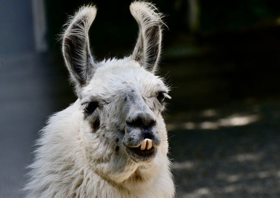 Donald Trump llama “loco”