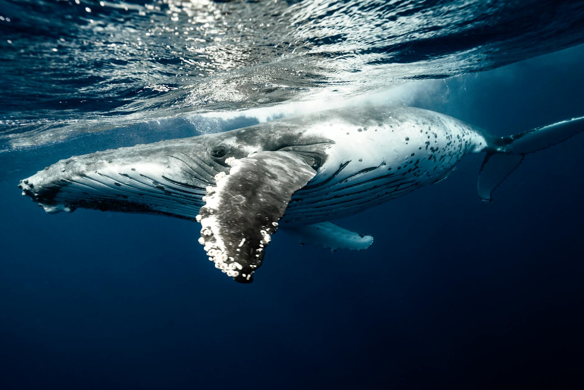 ocean animal
