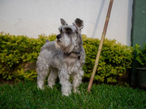 Conoce los 5 tipos de alimentos que alargarán la vida de tu perro