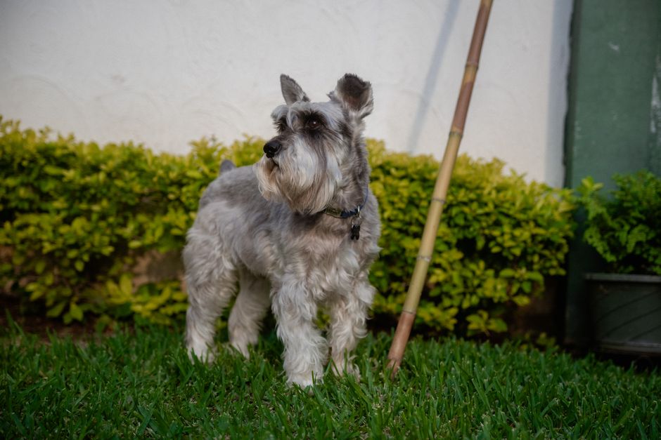 Conoce los 5 tipos de alimentos que alargarán la vida de tu perro