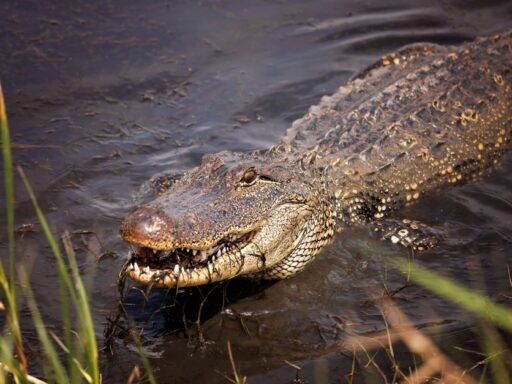 Llegan a Alligator Alcatraz los primeros detenidos