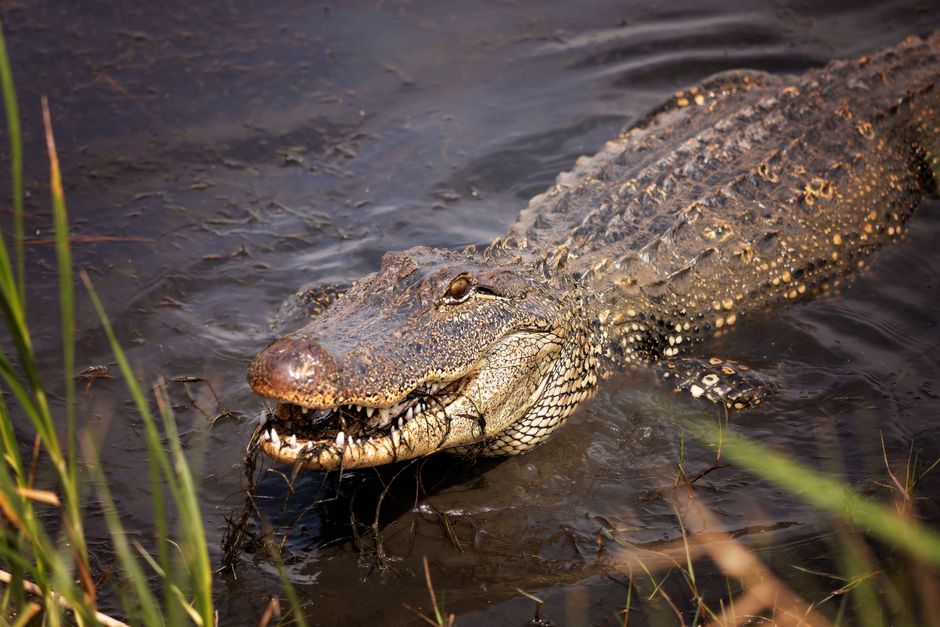 Llegan a Alligator Alcatraz los primeros detenidos