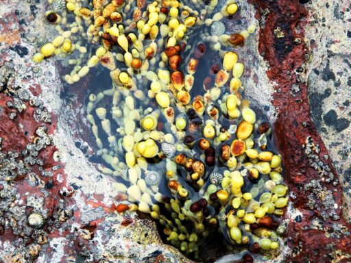 Algas ponen en alerta a Australia por muerte de animales marinos