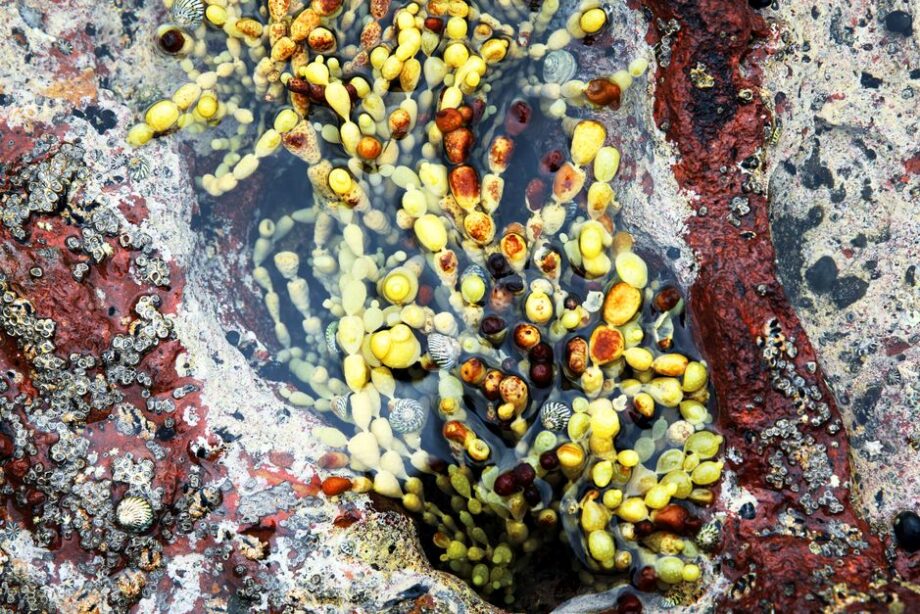 Algas ponen en alerta a Australia por muerte de animales marinos