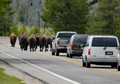‘Extraña movilizacion’ de los animales del Parque Yellowston alerta a turistas