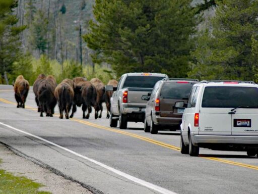 ‘Extraña movilizacion’ de los animales del Parque Yellowston alerta a turistas