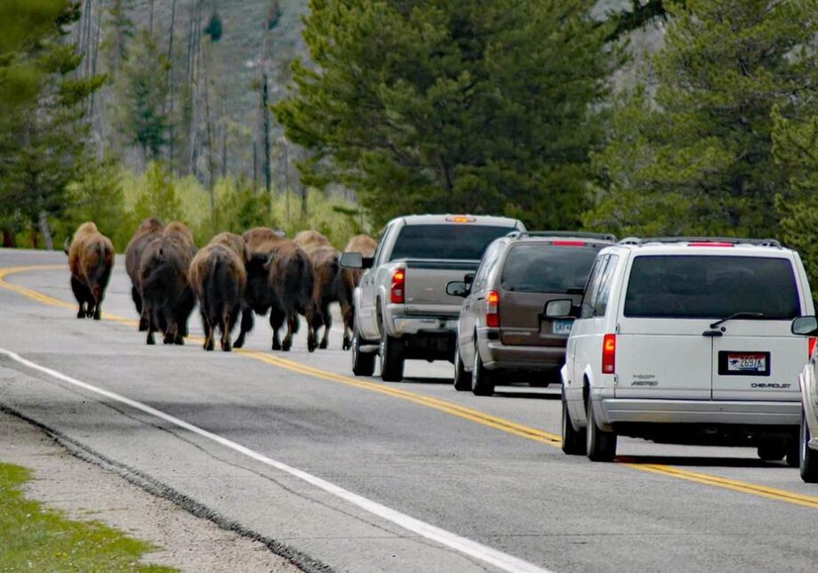 ‘Extraña movilizacion’ de los animales del Parque Yellowston alerta a turistas