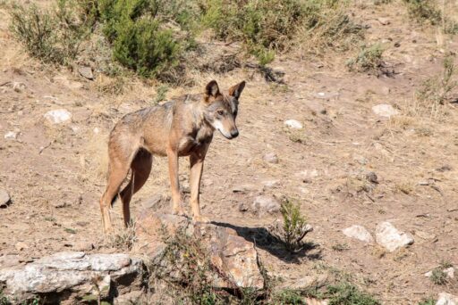 Científicos reviven al “Lobo terrible”, especie extinta hace más de 10 mil años