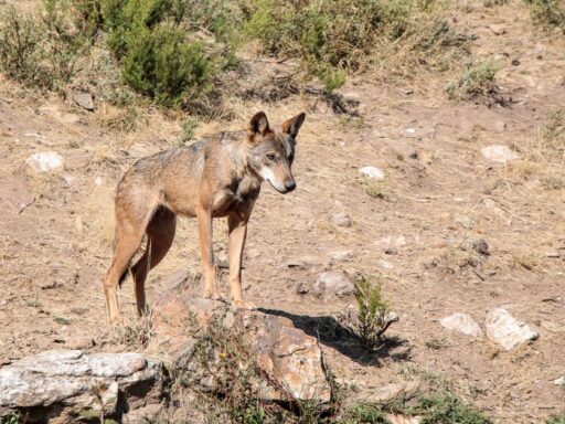 Científicos reviven al “Lobo terrible”, especie extinta hace más de 10 mil años