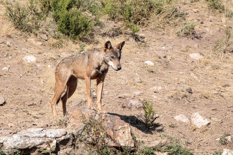 Científicos reviven al “Lobo terrible”, especie extinta hace más de 10 mil años