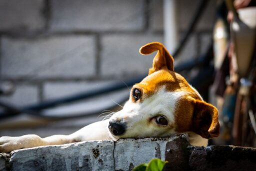 Tu mascota será feliz gracias a estos 5 tips