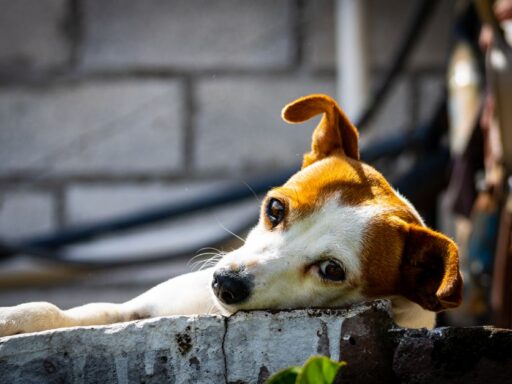 Tu mascota será feliz gracias a estos 5 tips