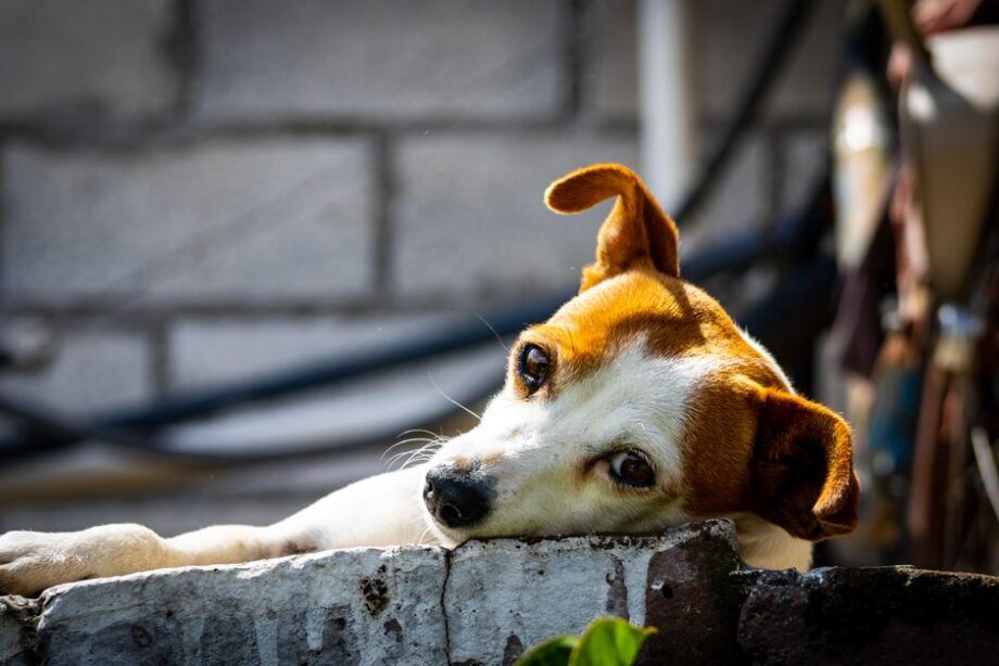 Tu mascota será feliz gracias a estos 5 tips