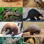 El pangolín: 6 datos fascinantes del único mamífero con armadura