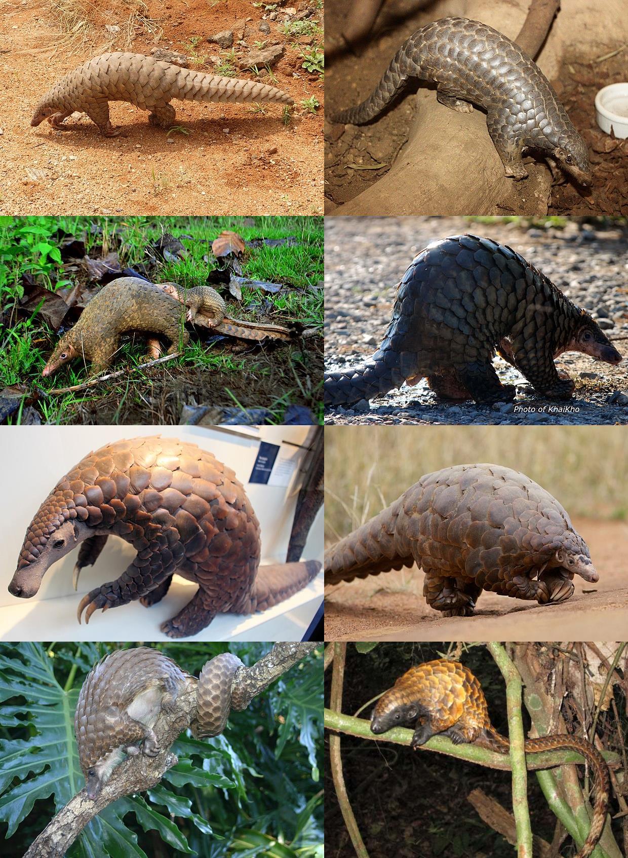 El pangolín: 6 datos fascinantes del único mamífero con armadura