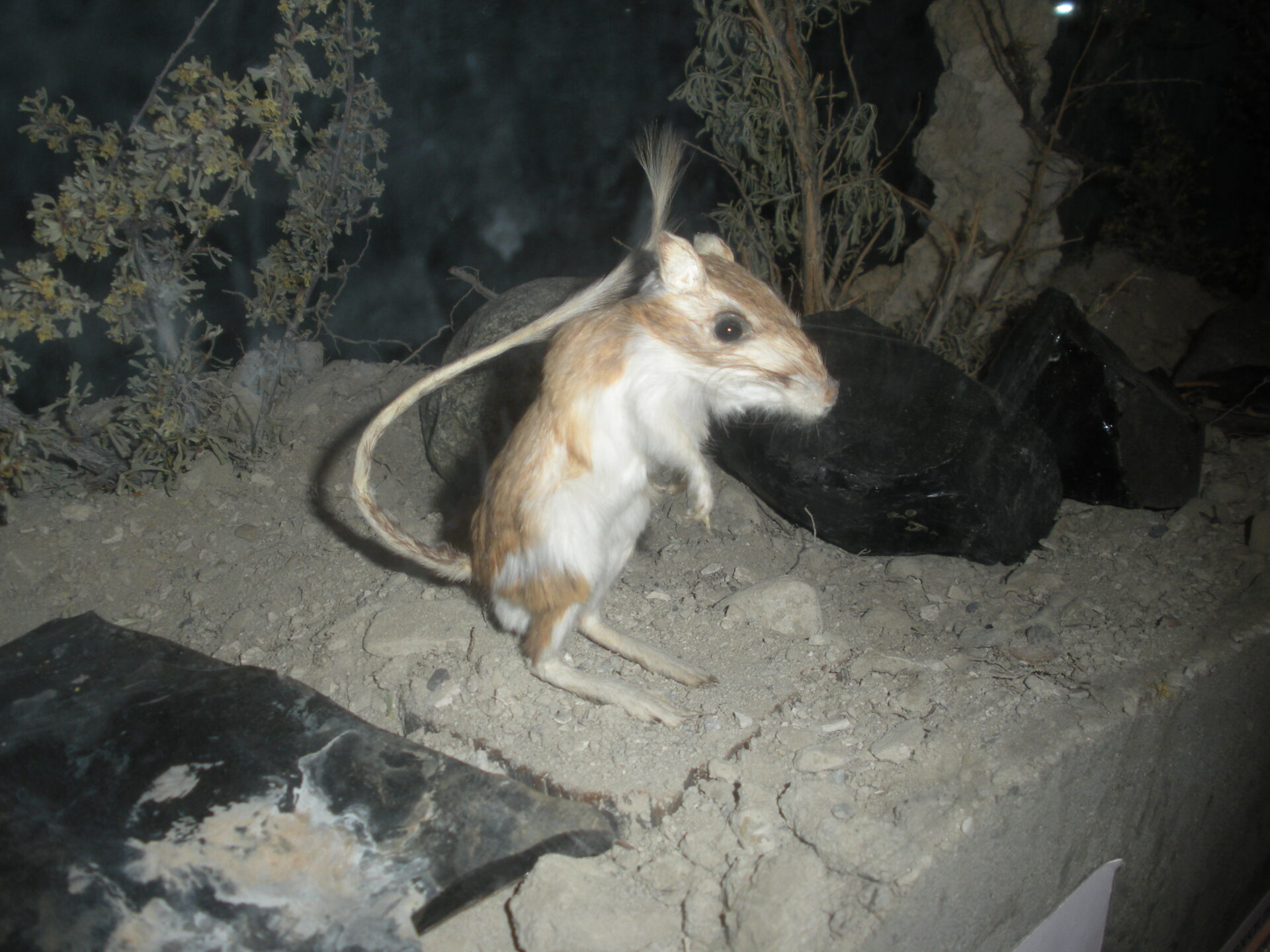 Redescubren a la sorprendente rata canguro de San Quintín en México, 31 años después de su último registro