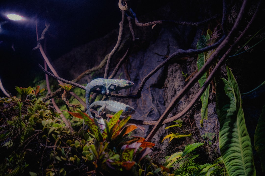 asombrosa regeneración del axolote