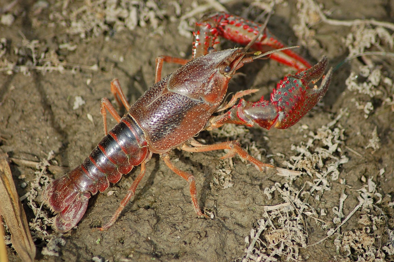 camarón mantis