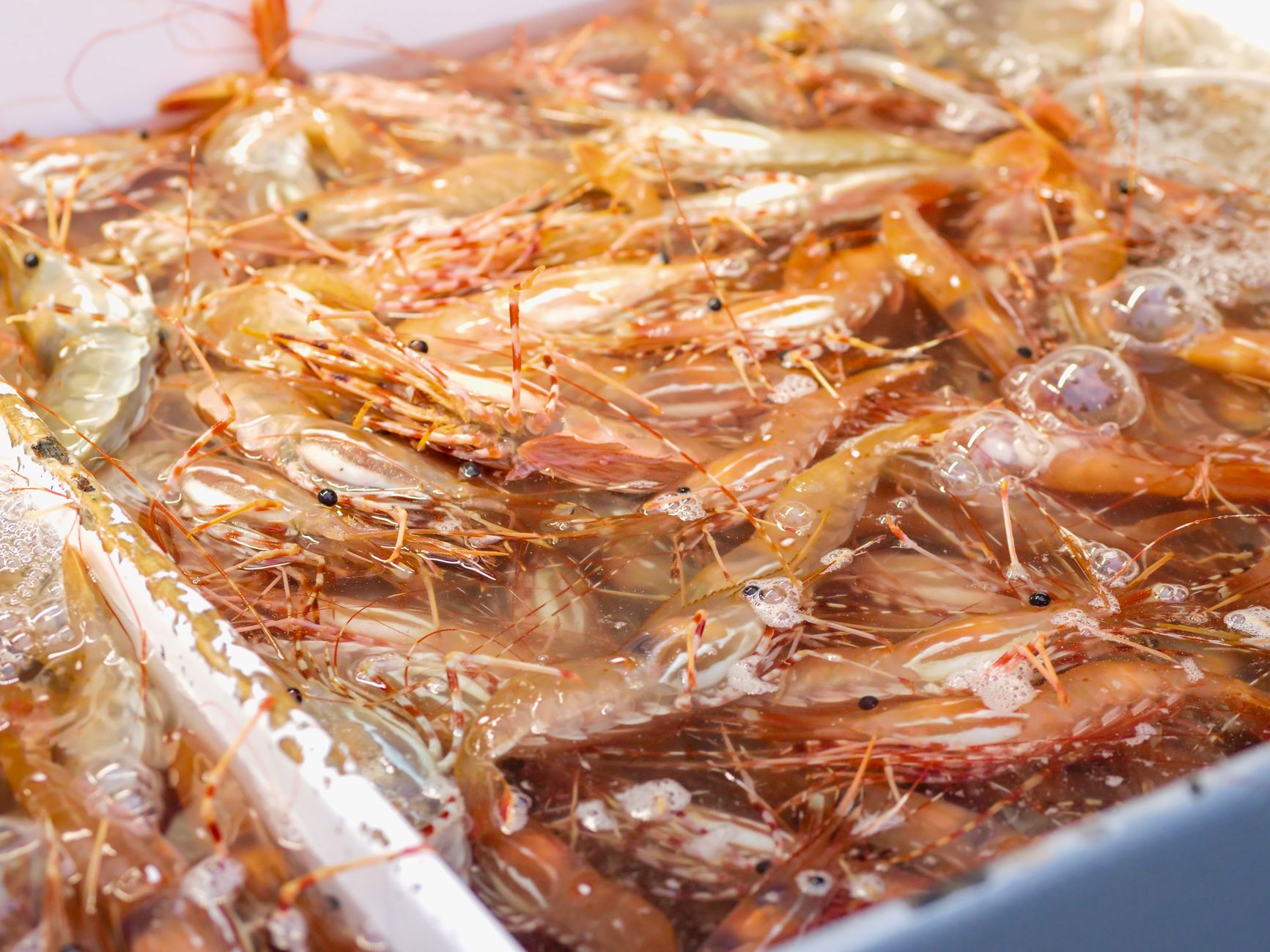 camarón mantis