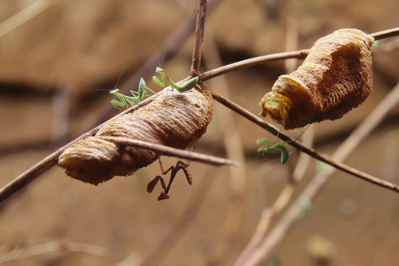 camarón mantis