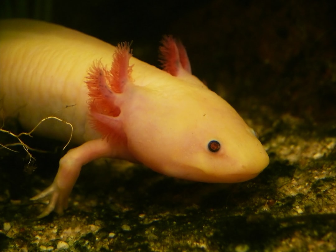 fascinante axolote y su
