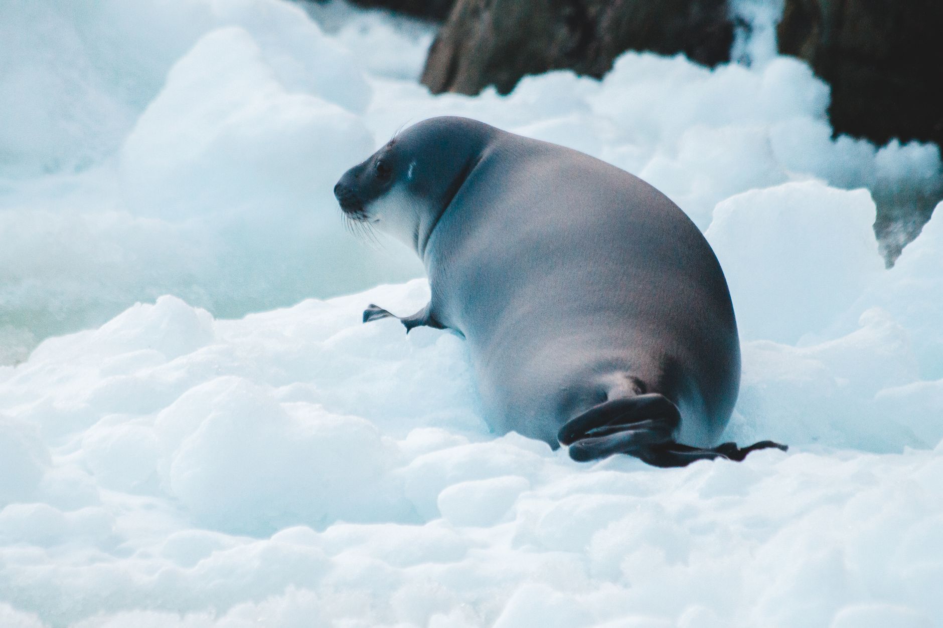 foca de weddell