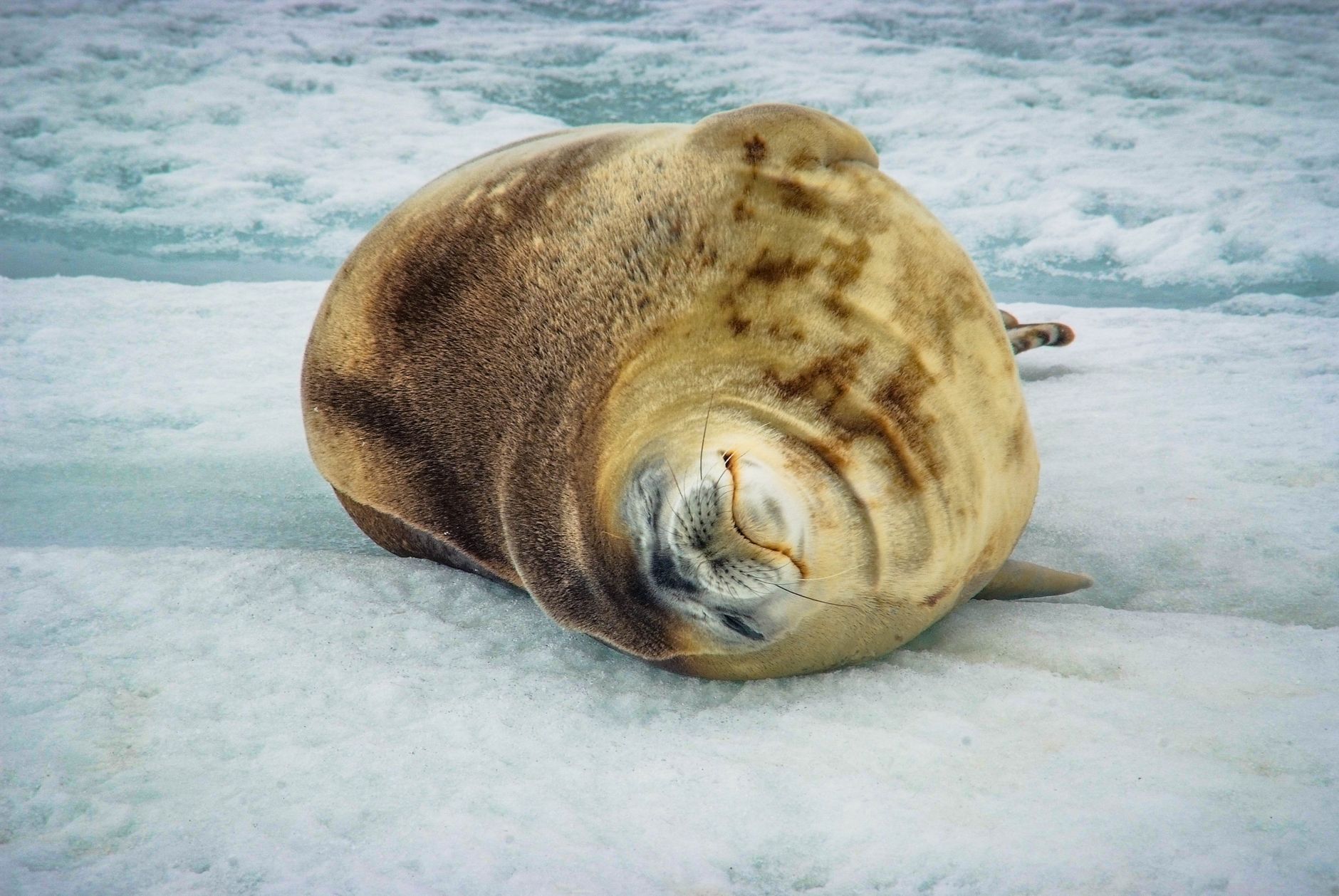 foca de weddell