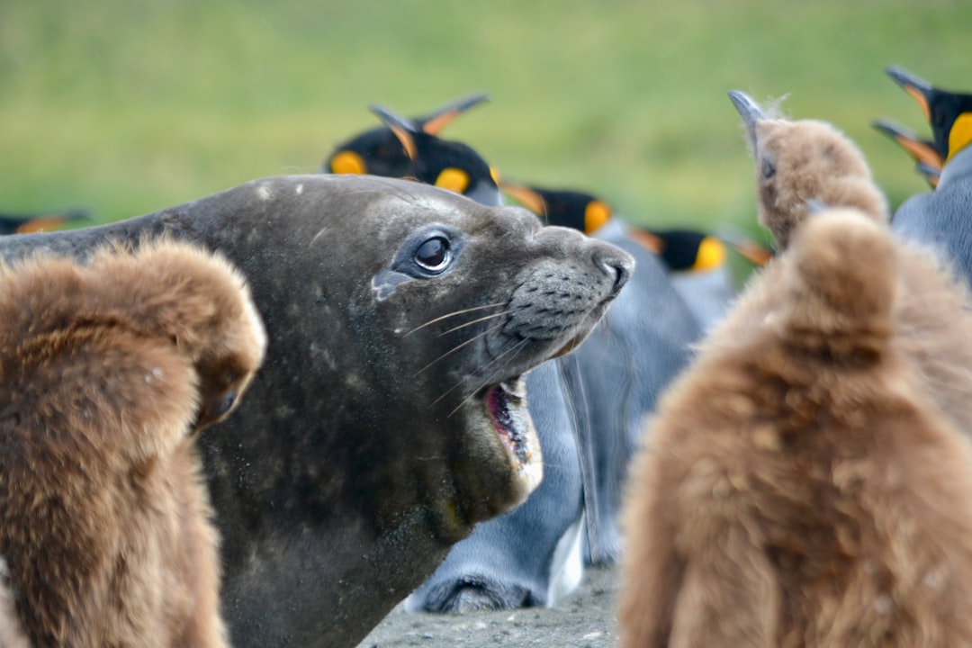 foca de weddell
