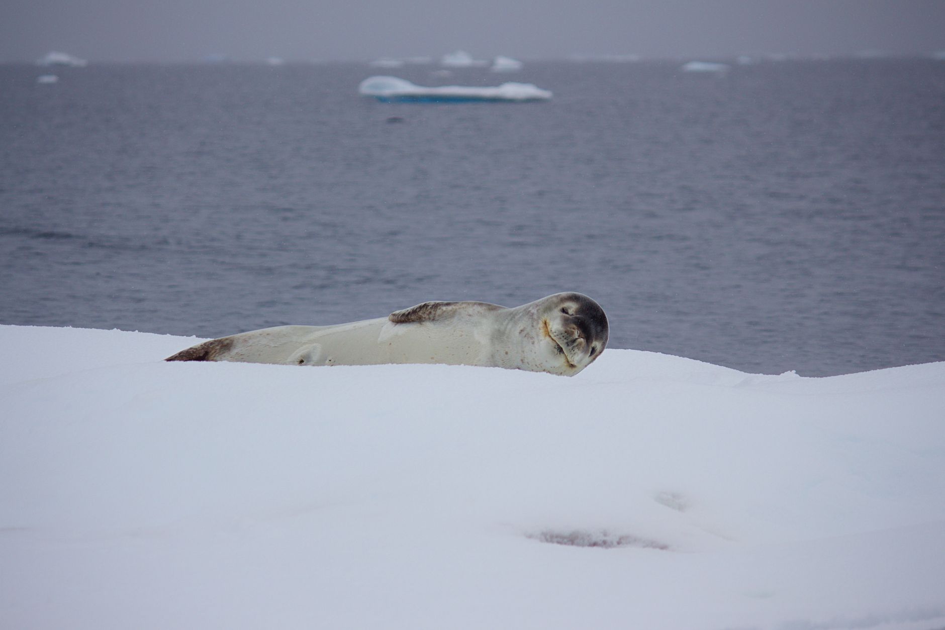 foca de weddell