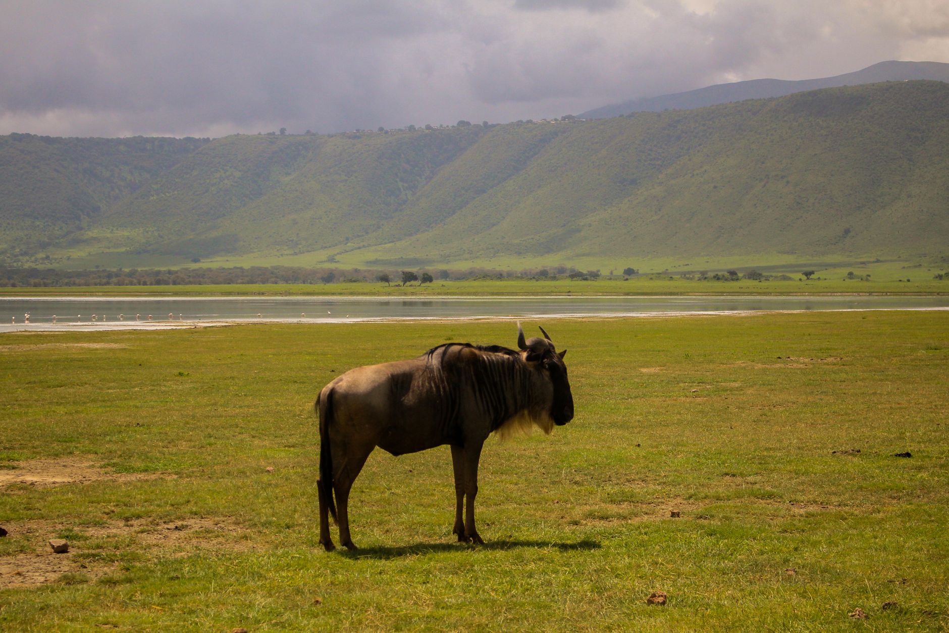 okapi