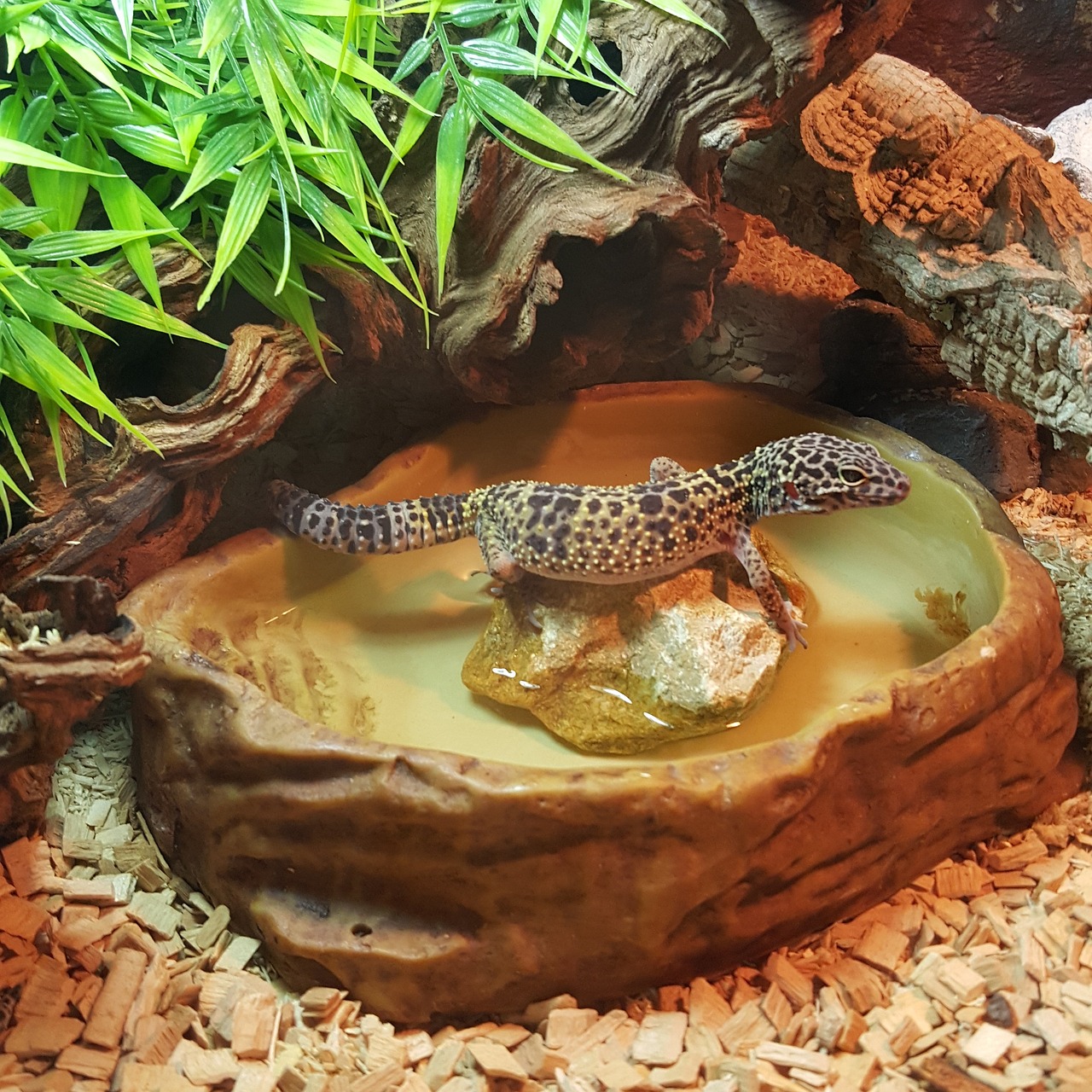 pangolín