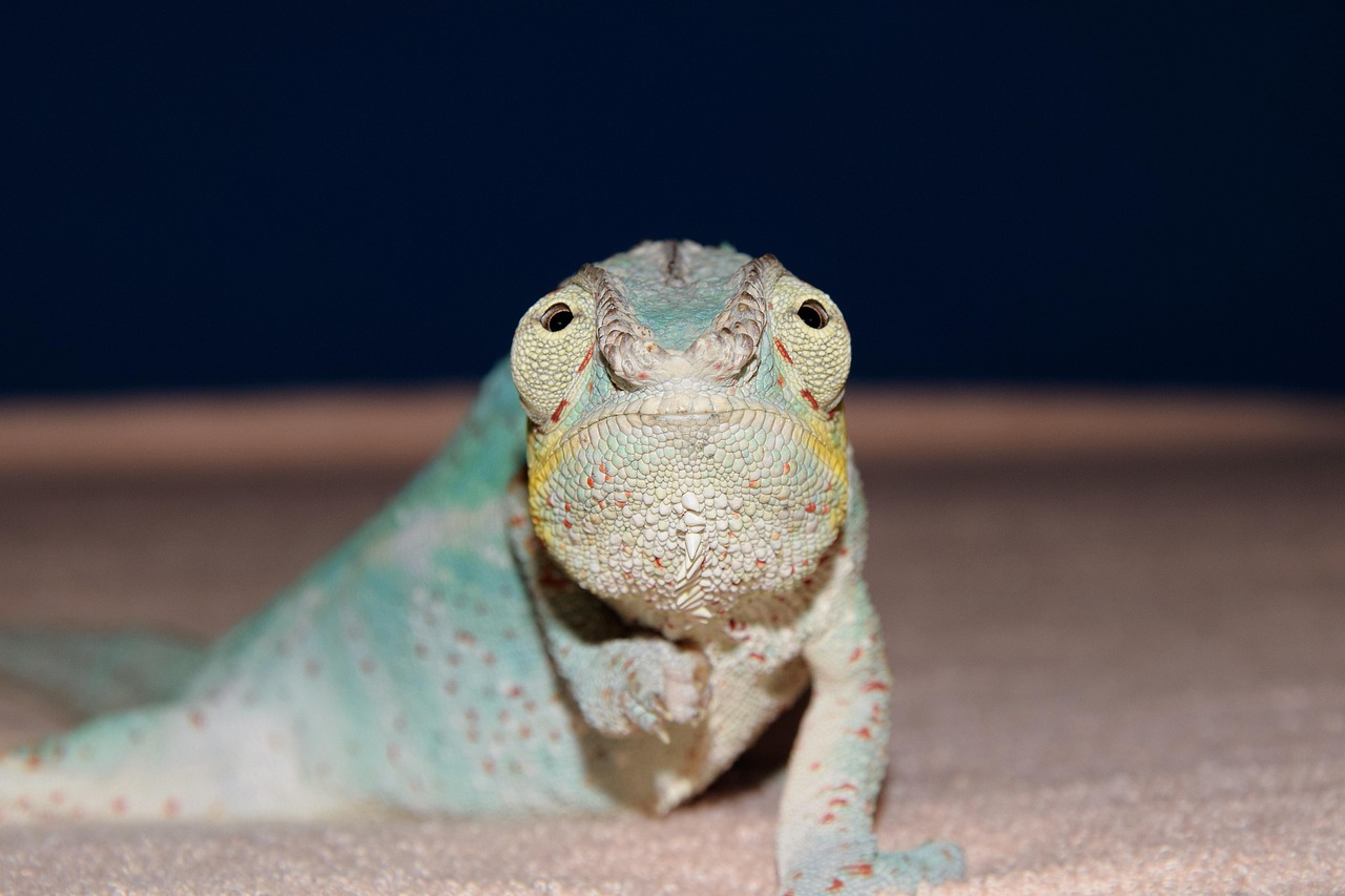 pangolín