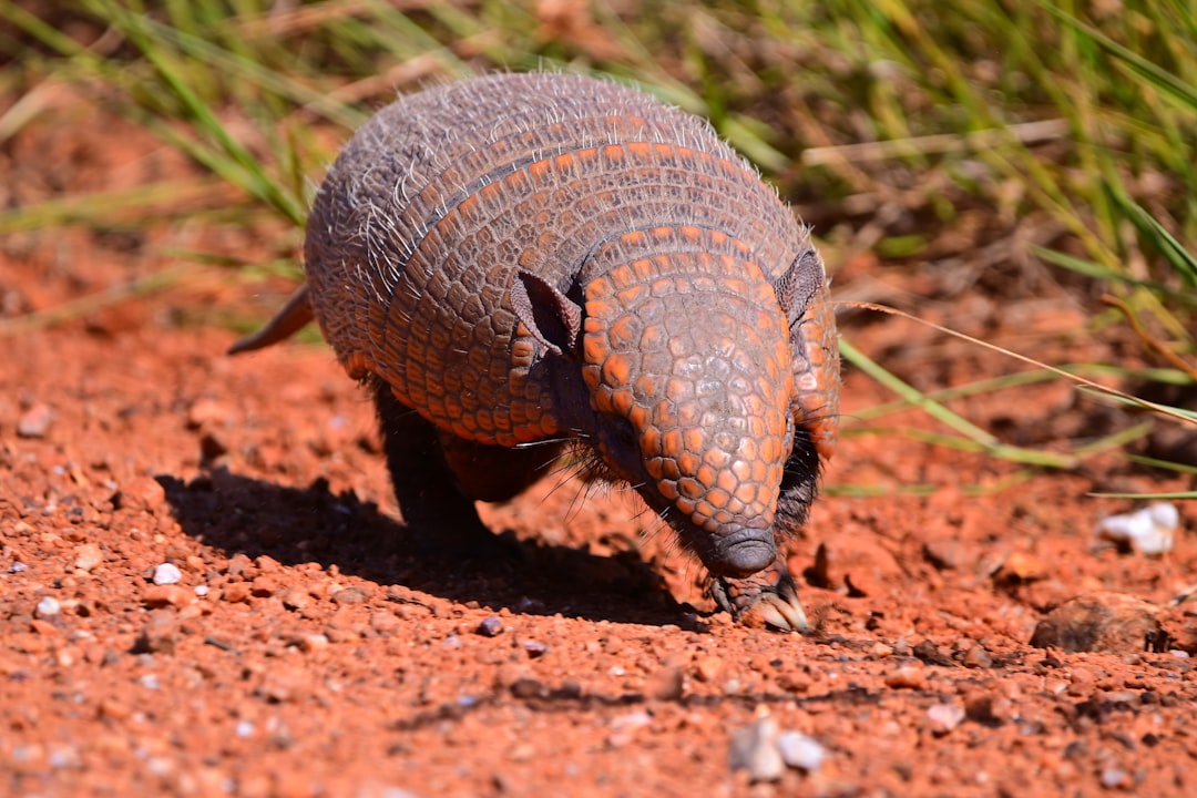 pangolín