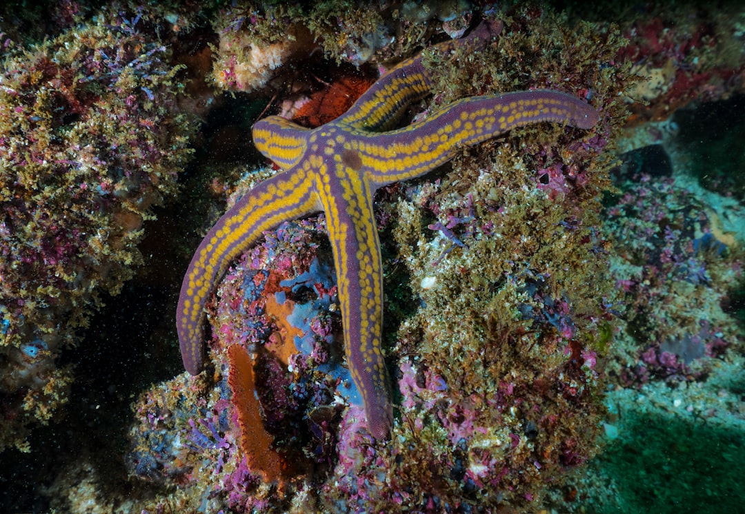 pulpo mimético