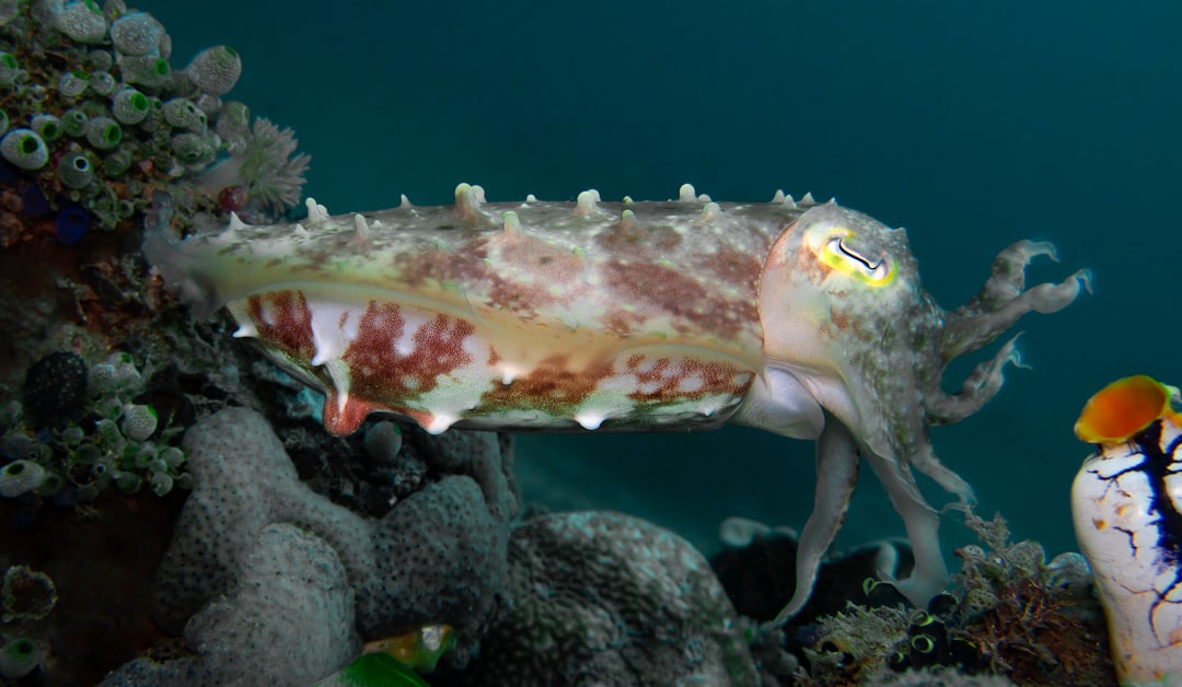 pulpo mimético