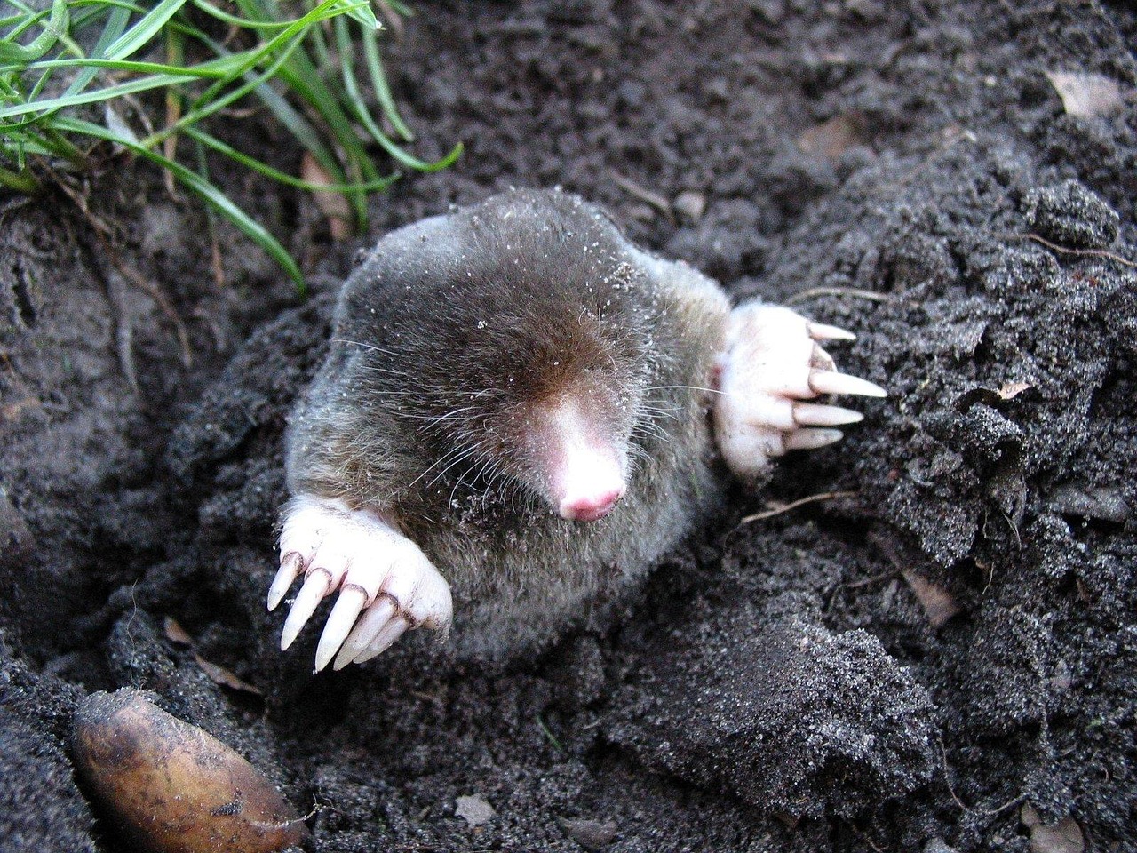 rata topo desnuda