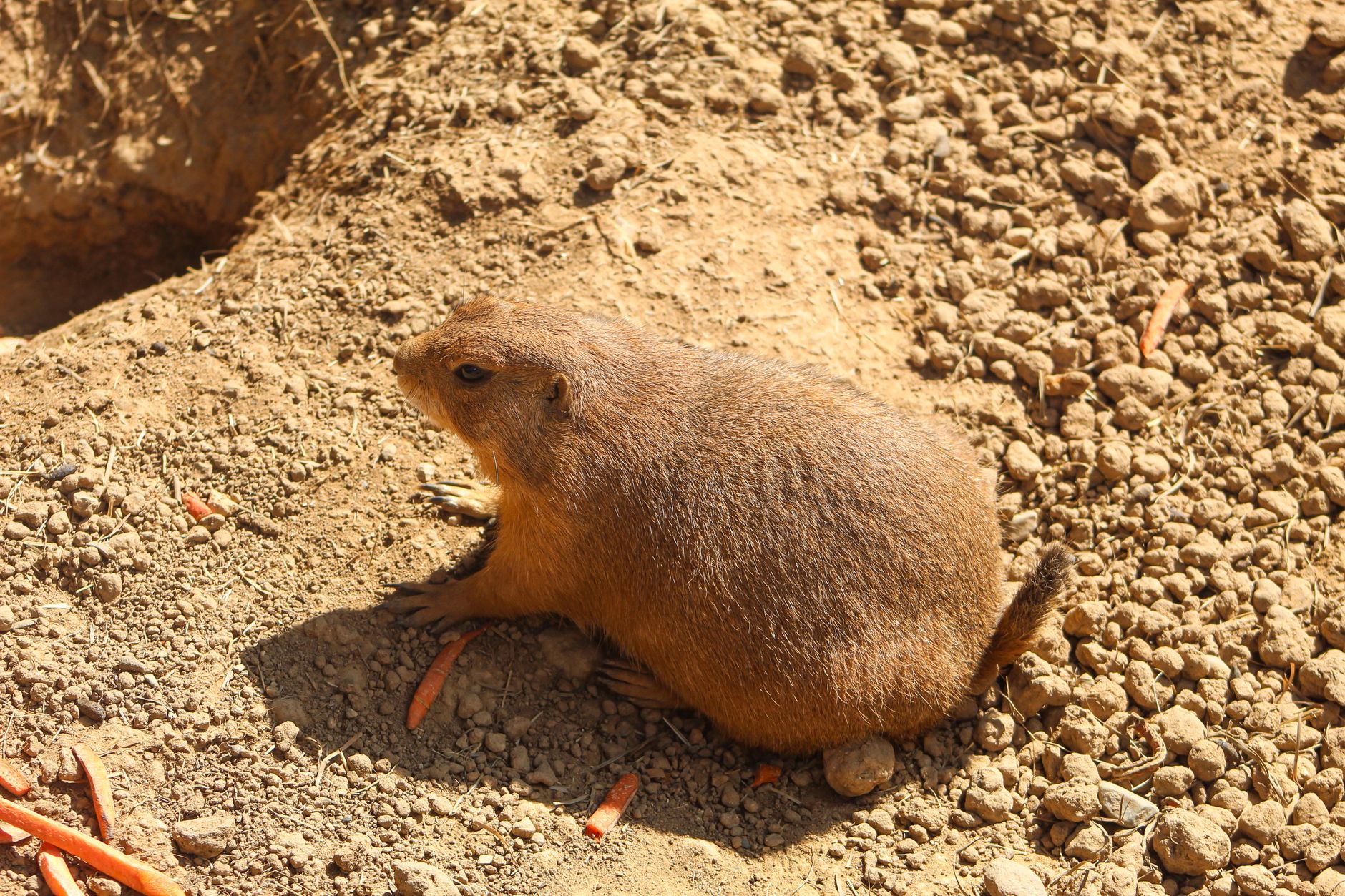 rata topo desnuda
