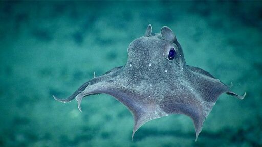 6 datos fascinantes sobre el pulpo Dumbo del océano profundo