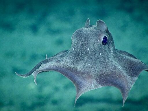 6 datos fascinantes sobre el pulpo Dumbo del océano profundo