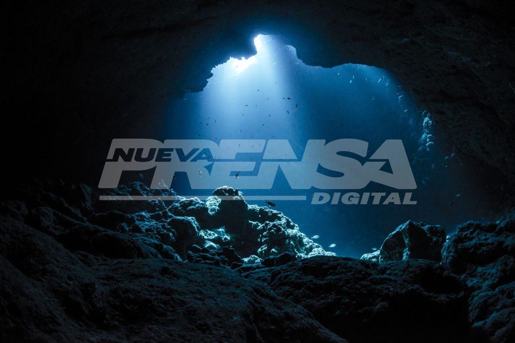 6 datos fascinantes sobre el pulpo Dumbo del océano profundo