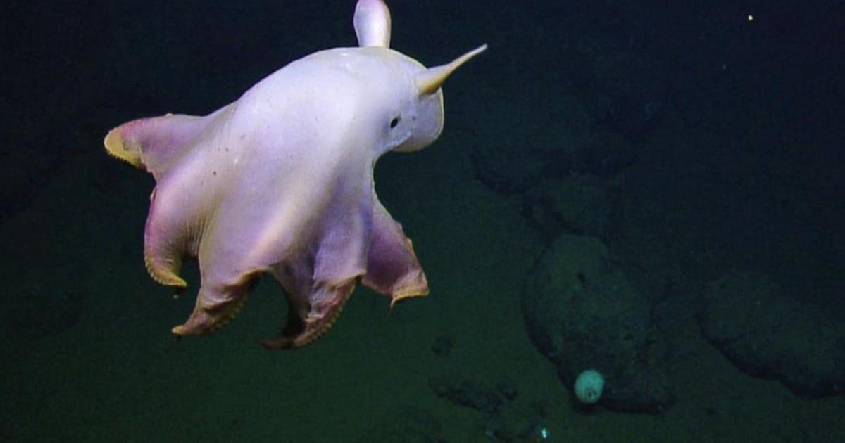 6 datos fascinantes sobre el pulpo Dumbo del océano profundo