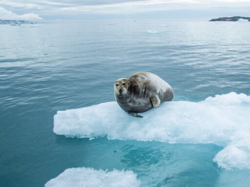 6 datos fascinantes sobre la foca de Weddell y su vida polar