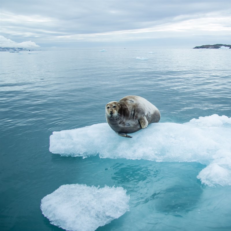 6 datos fascinantes sobre la foca de Weddell y su vida polar