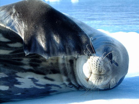 6 datos fascinantes sobre la foca de Weddell y su vida polar
