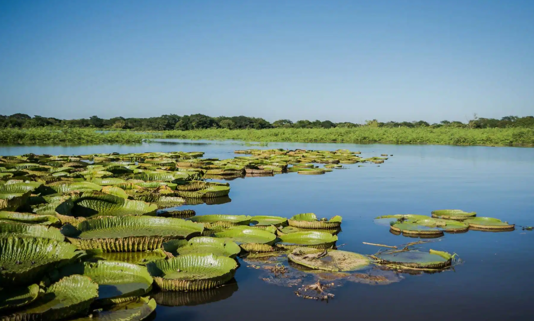 Ambiente suspendió caza de tres especies de patos hasta demostrar sustentabilidad