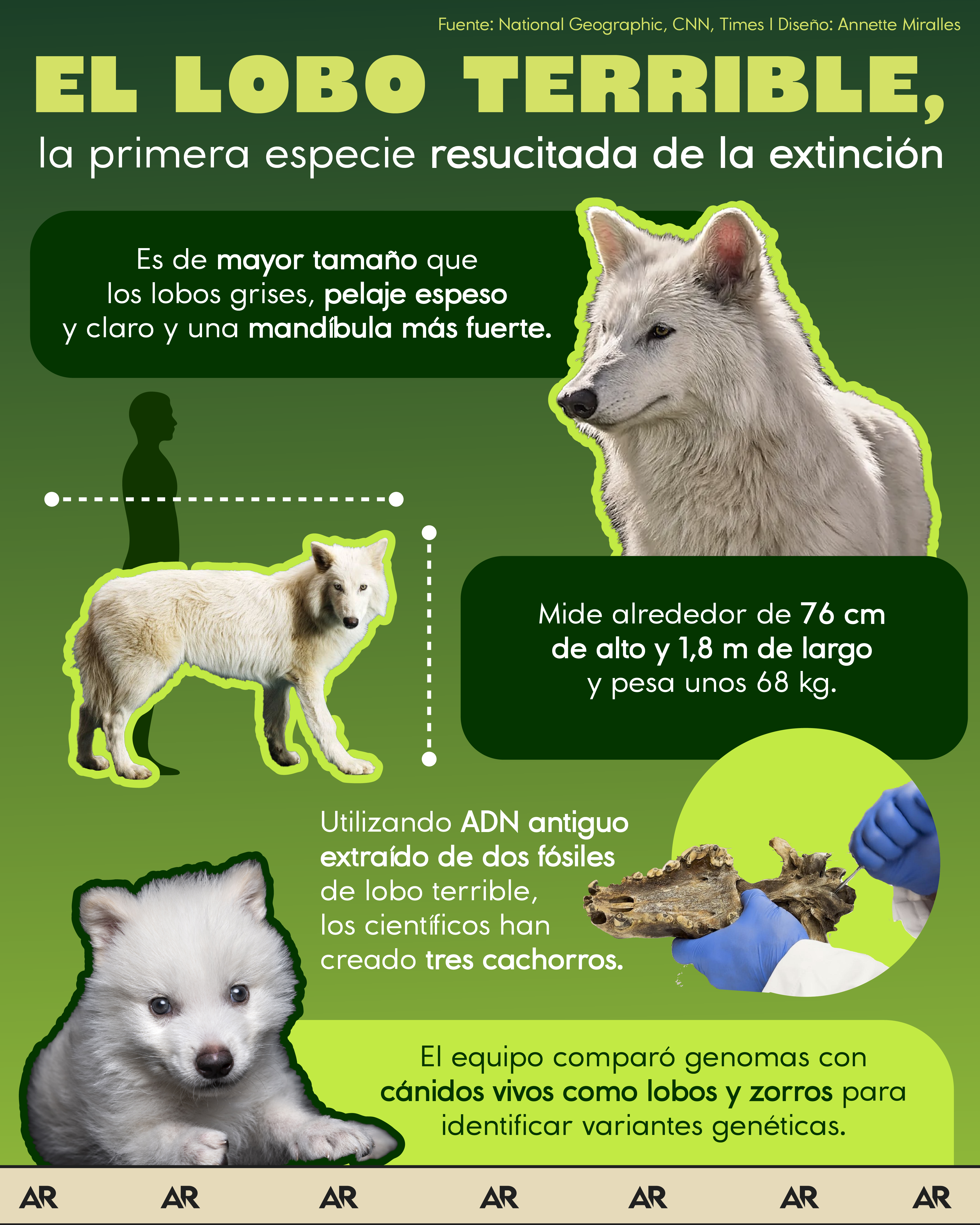 Científicos reviven al “Lobo terrible”, especie extinta hace más de 10 mil años