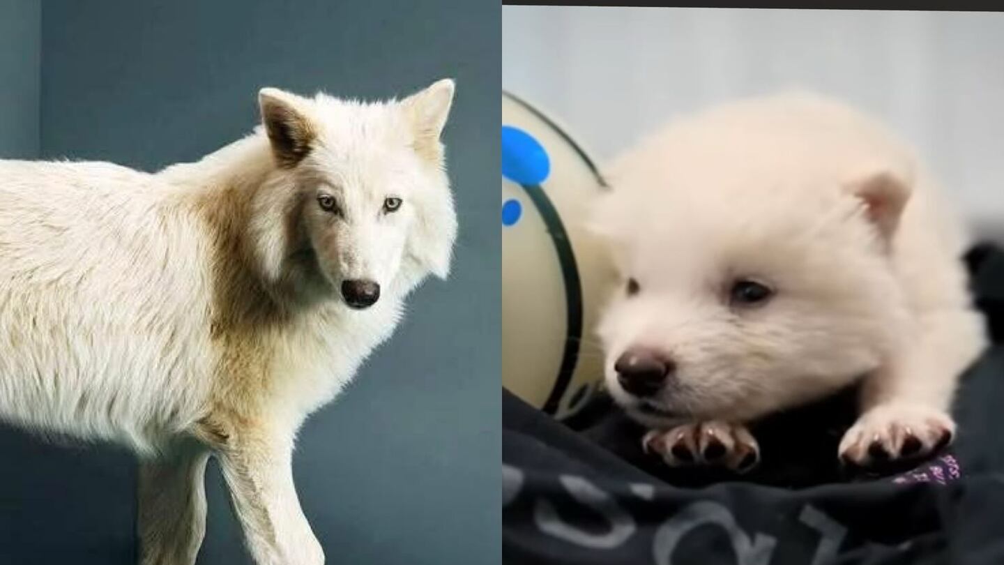 Científicos reviven al “Lobo terrible”, especie extinta hace más de 10 mil años