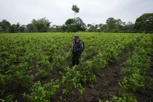 Colombia consolida su posición como líder mundial en la producción de cocaína
